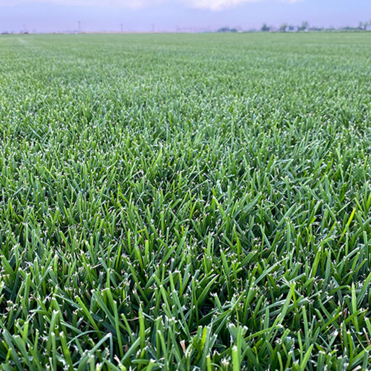 Bluegrass Fescue Sod Mix