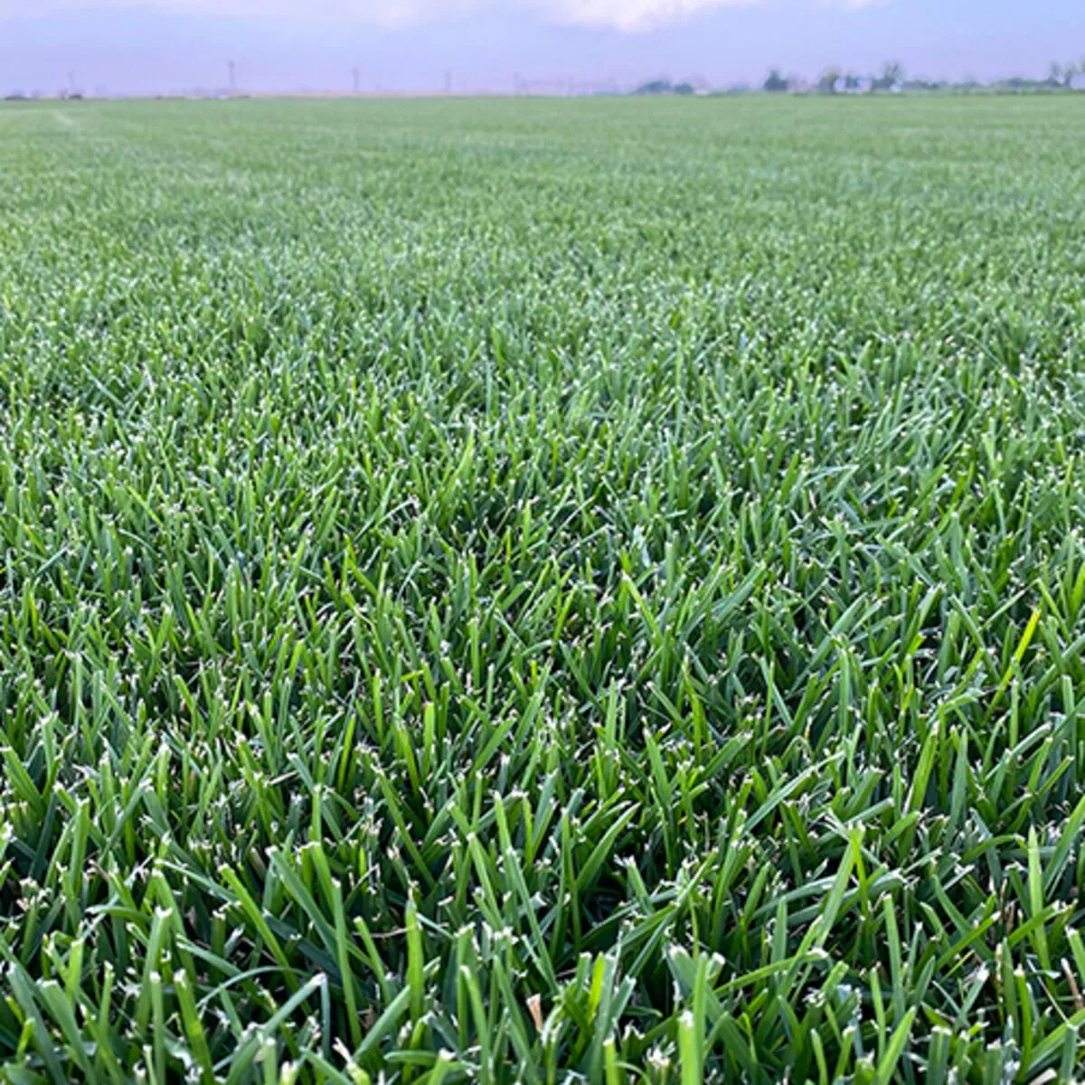 Bluegrass Fescue Sod Mix