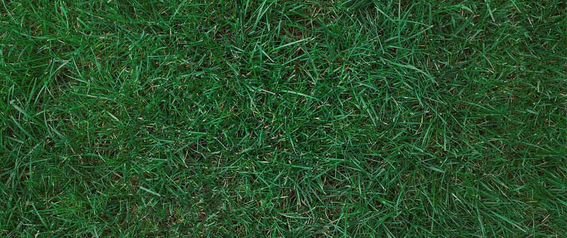 Kentucky Bluegrass Sod