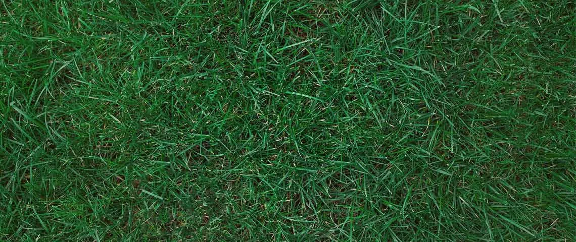 Kentucky Bluegrass Sod