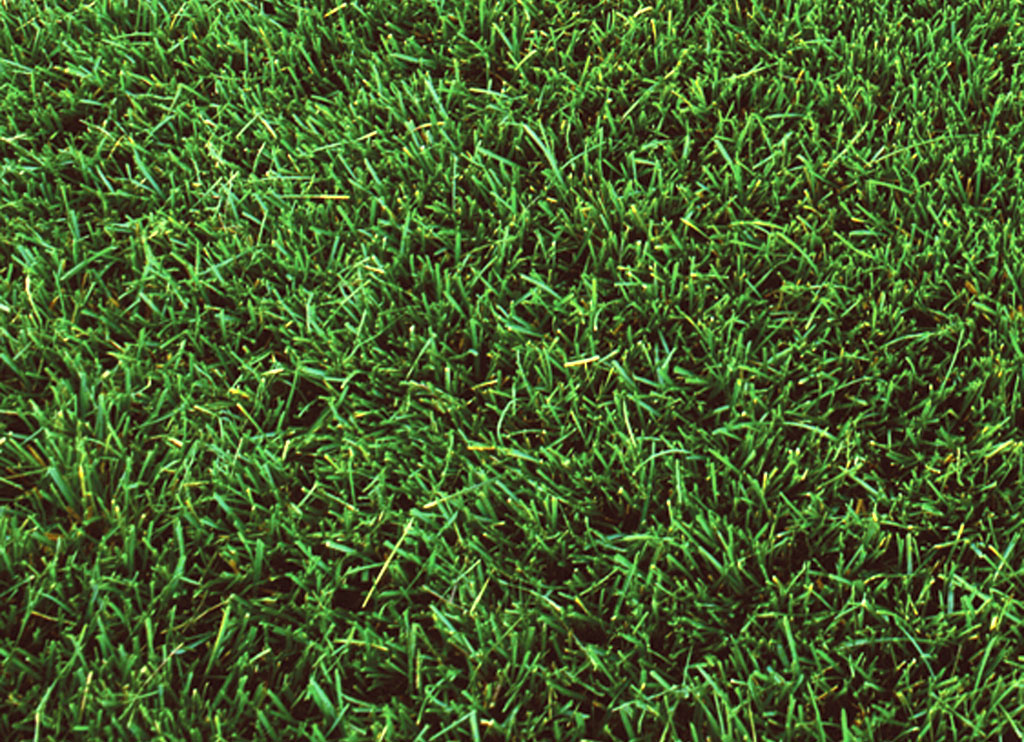 RTF Sod (Rhizomatous Tall Fescue)