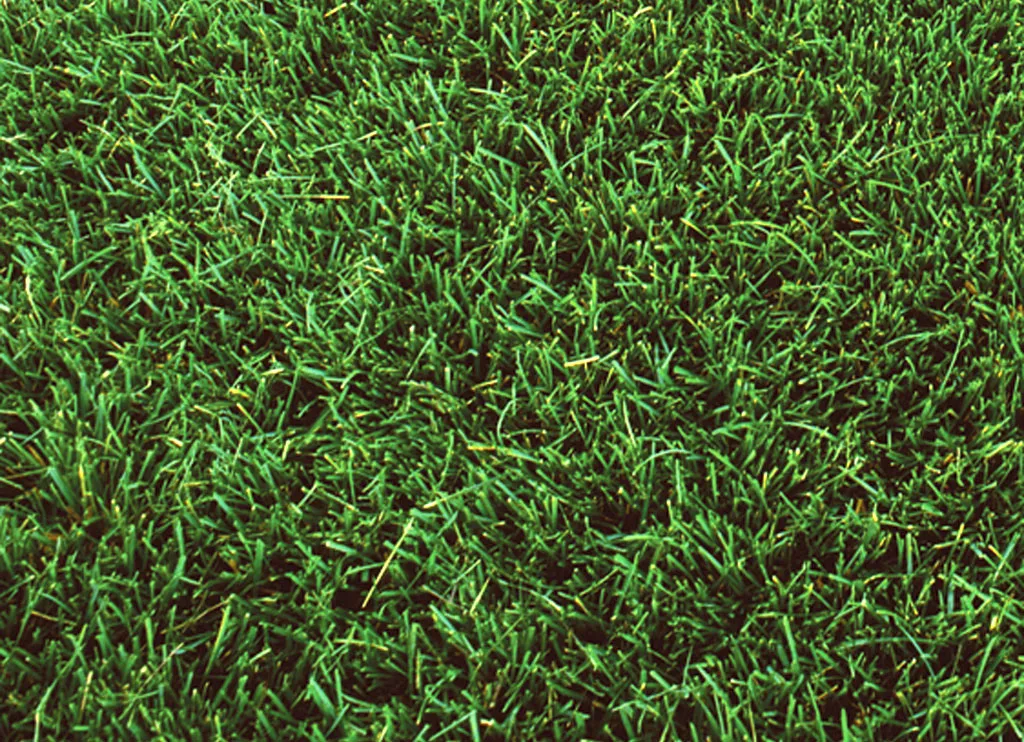 RTF Sod (Rhizomatous Tall Fescue)
