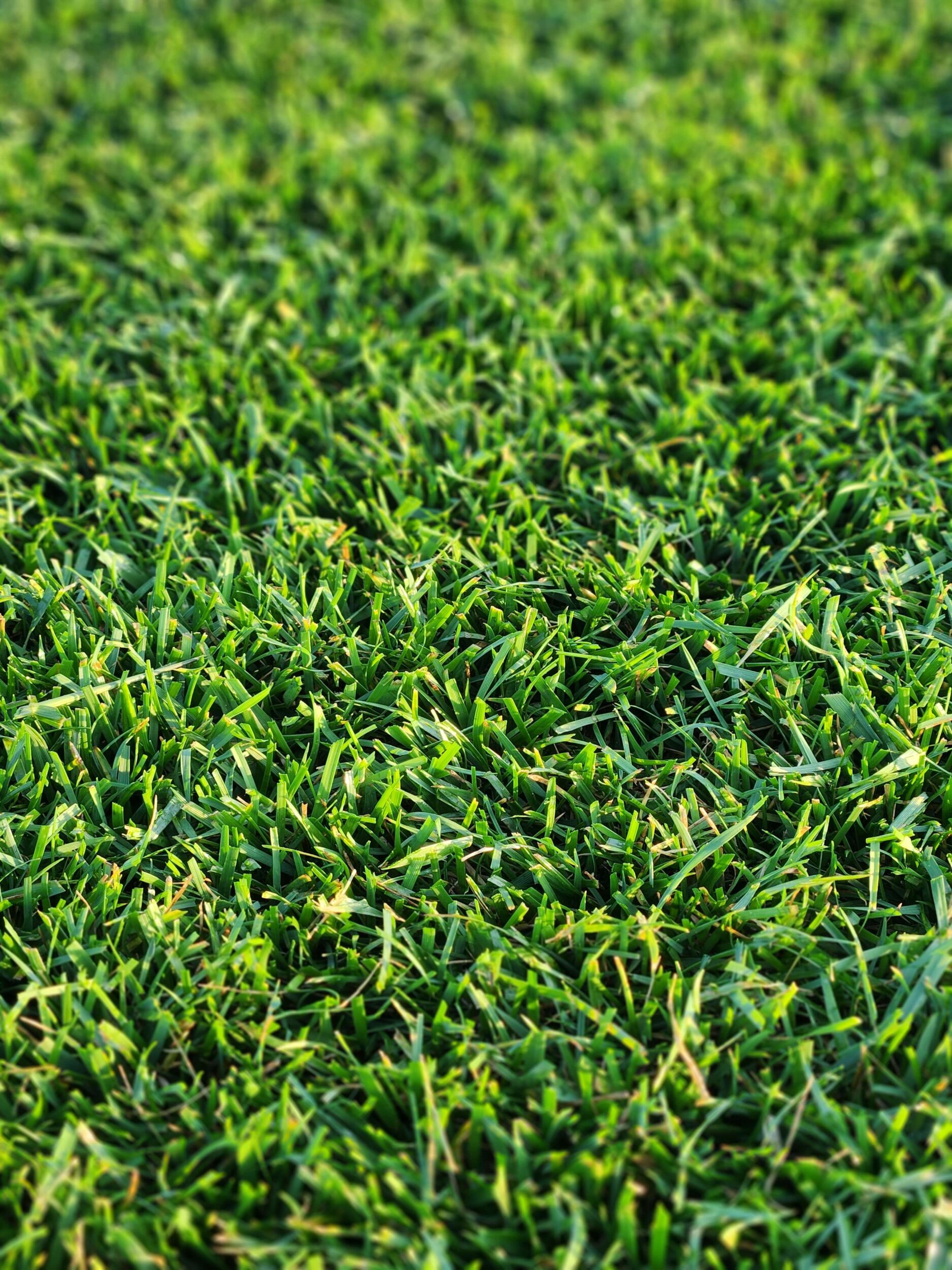 Turf Type Tall Fescue Sod