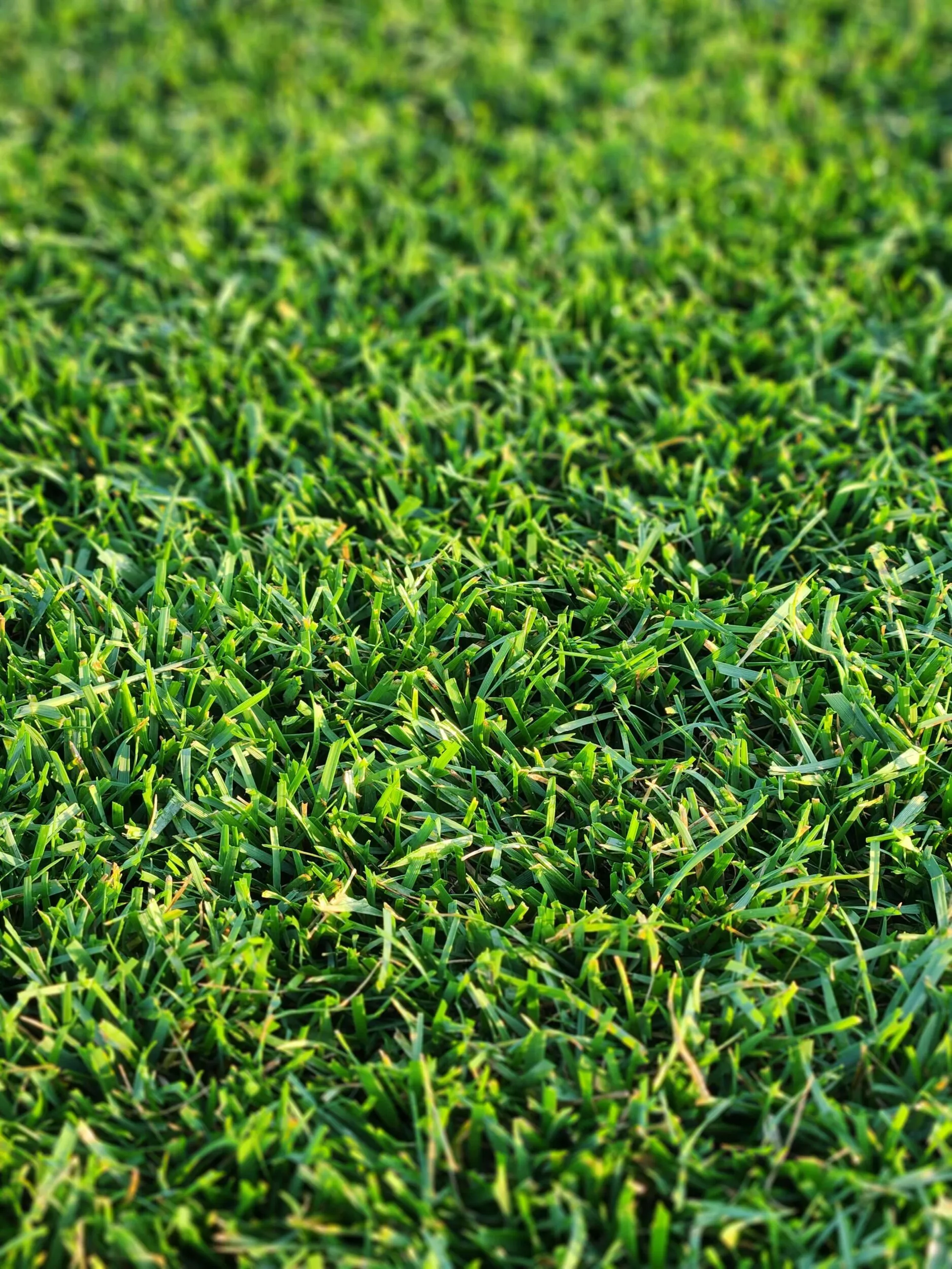 Turf Type Tall Fescue Sod