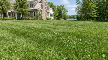 Microclover Sod Guide: Self-Fertilizing Lawns Northeast