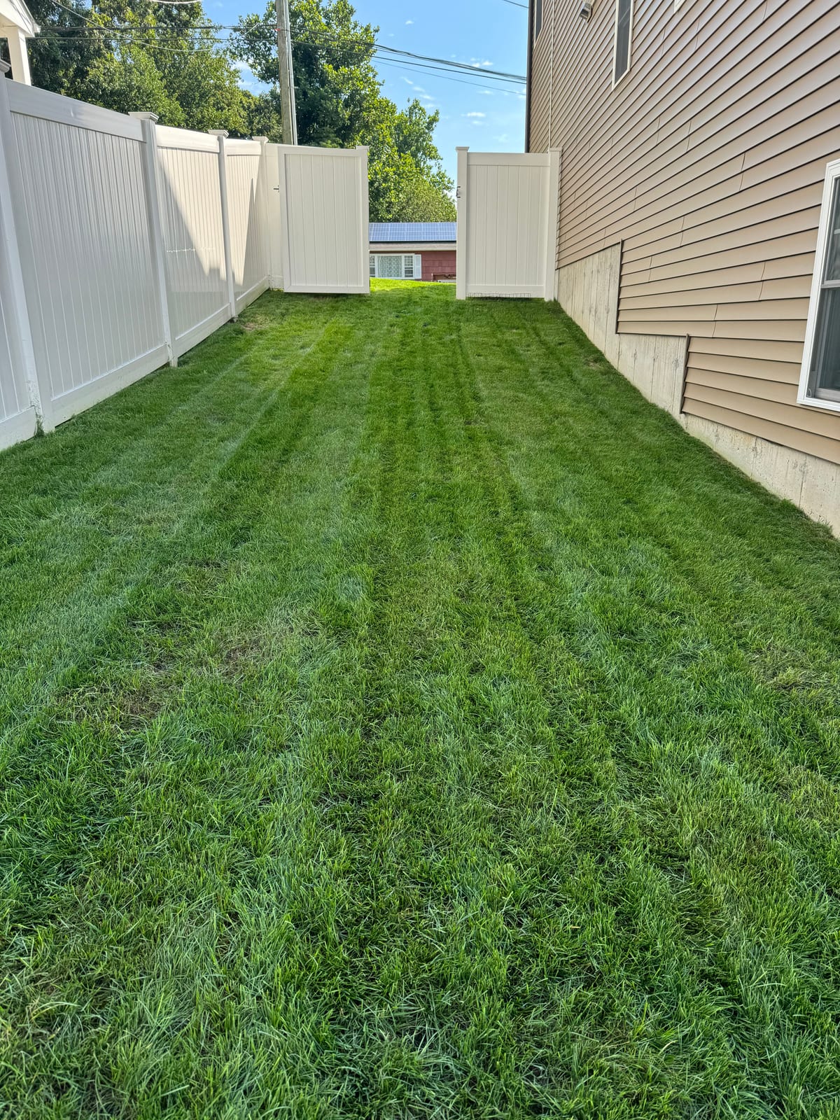 The Milford, CT side yard before the patio project — a thick, uniform lawn running clean between the white vinyl fence and the house