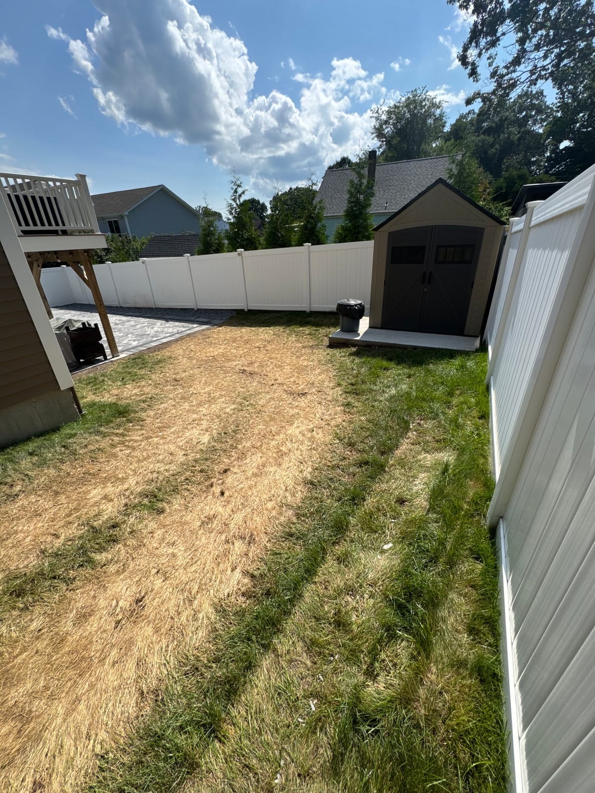 Dead, straw-colored equipment route running through the back lawn toward the shed in Milford, CT, with the new paver patio visible at the edge