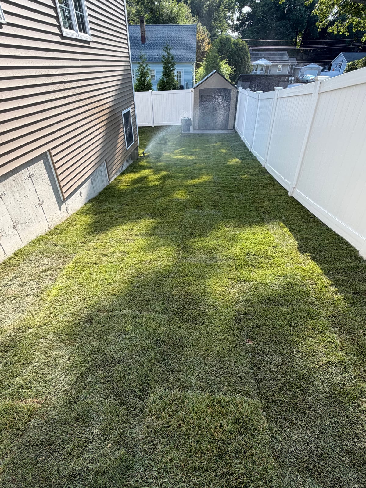 Fresh Kentucky bluegrass sod beside the storage shed in a Milford, CT backyard with a sprinkler already running on the new lawn