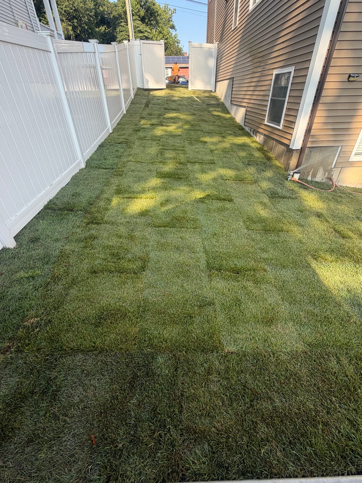 Fresh Kentucky bluegrass sod on the repaired side-yard run in Milford, CT