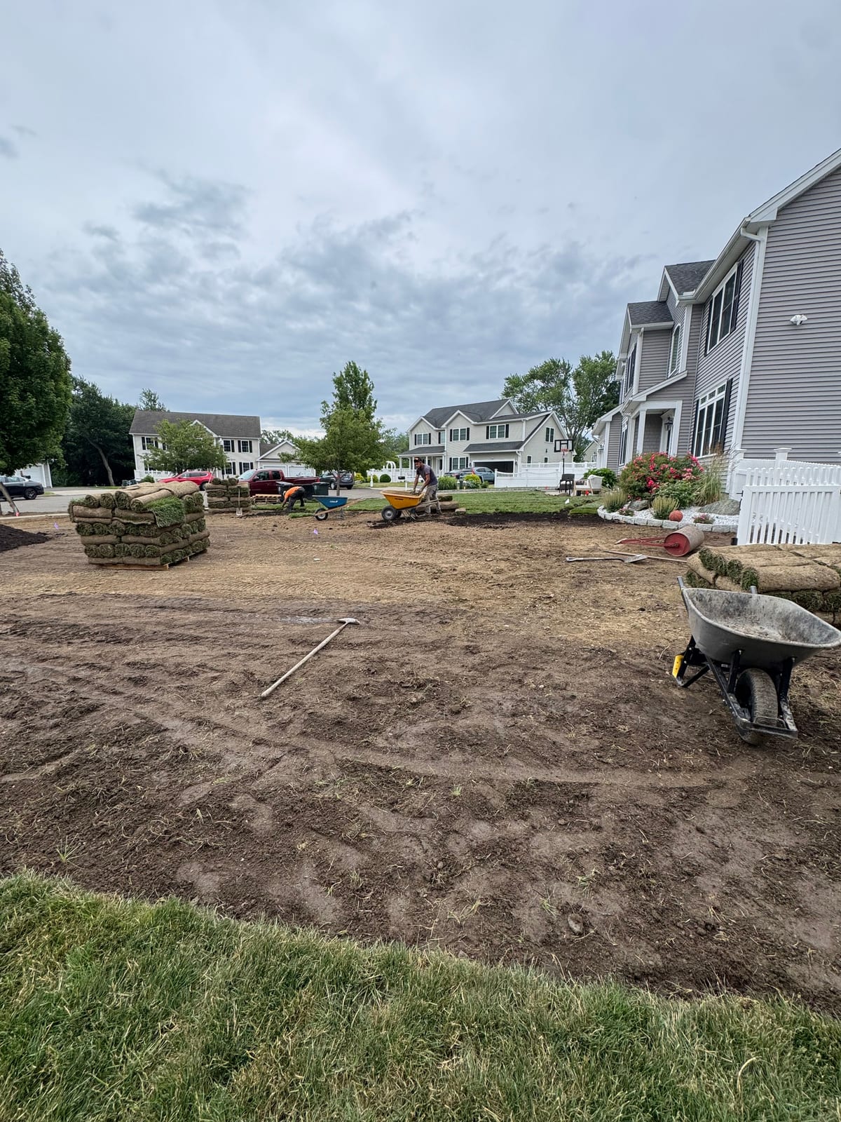 The crew laying tall fescue sod across the front yard in Milford, CT — rolls hauled in by wheelbarrow from the pallets, a rake and a roll of sod on the bare soil, the gray colonial and the homes across the street behind