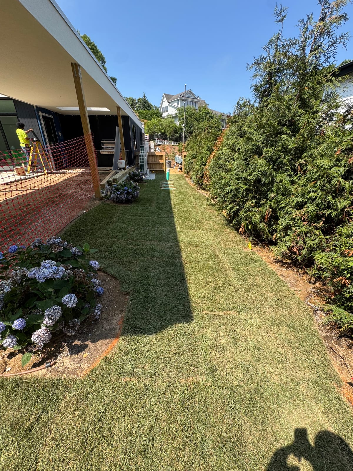Freshly sodded side yard running between the covered patio and the cedar hedge at the Montauk, NY new build, with hydrangeas in bloom along the house