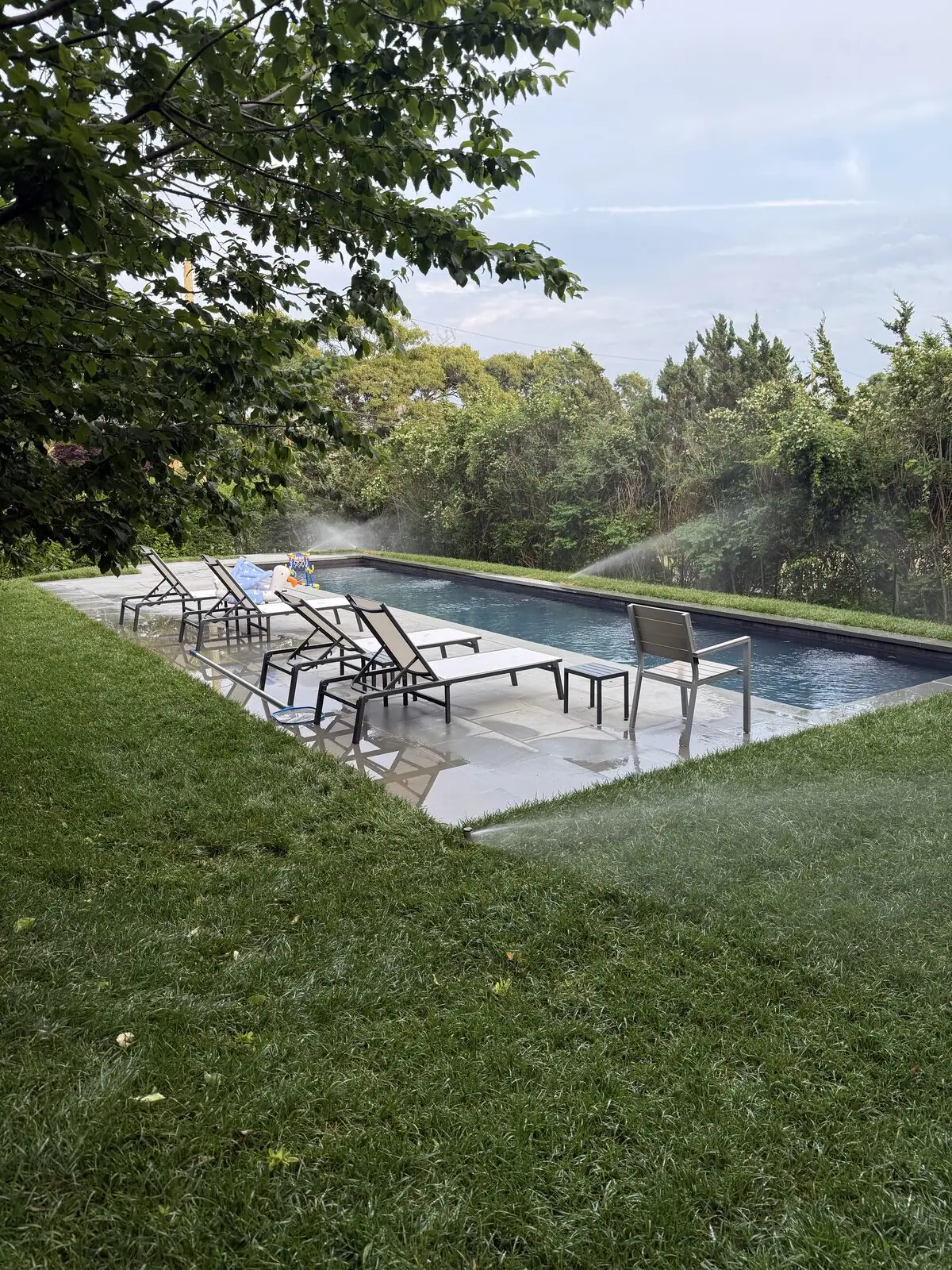 Finished tall fescue sod lawn framing the new gunite pool at a Montauk, NY new build, with lounge chairs on the bluestone patio and misting irrigation running over the fresh deep-green turf