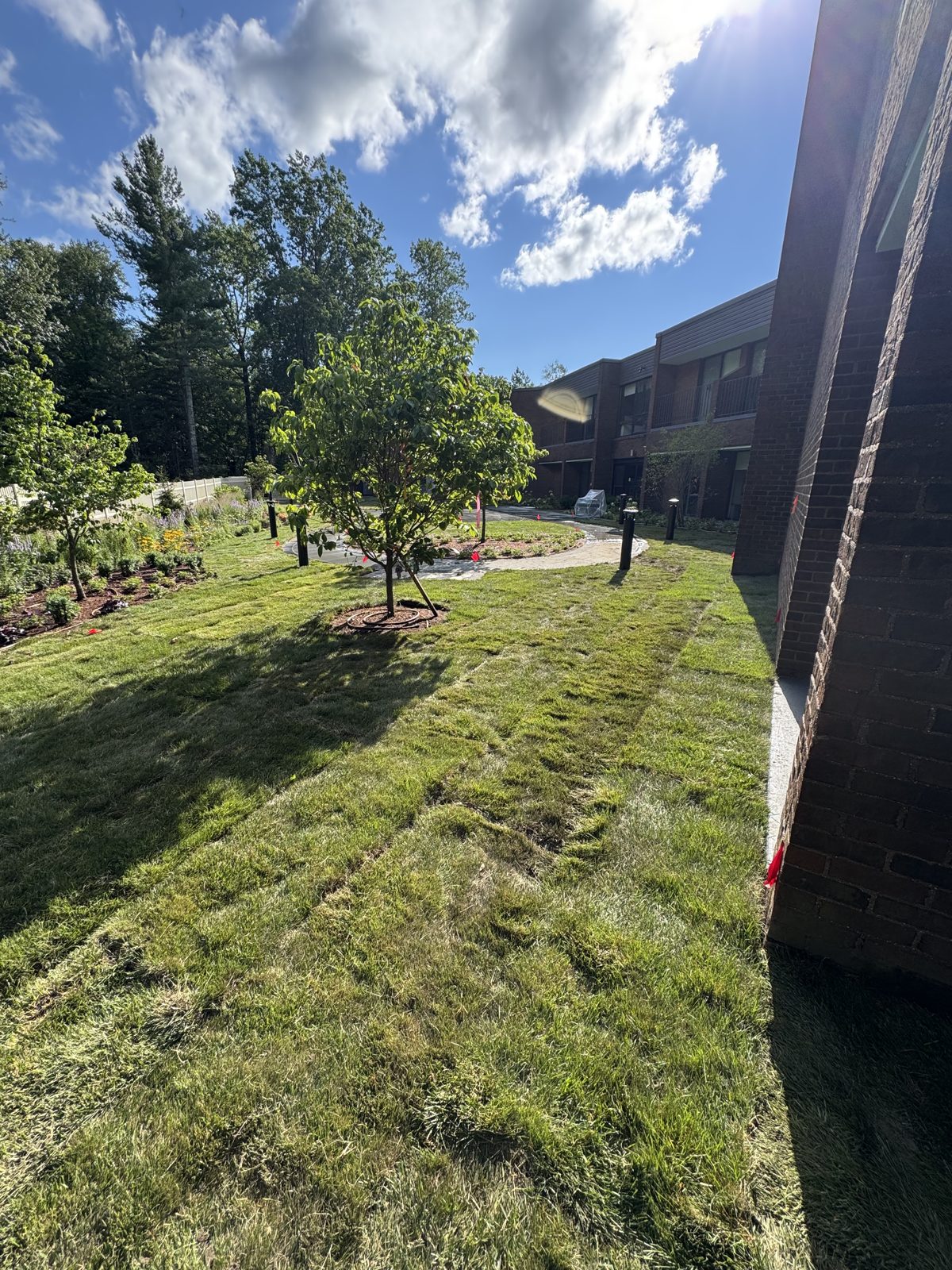 Fresh sod installed around a young tree at a commercial property in New Canaan, CT
