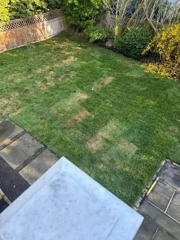 Why Is My New Sod Turning Brown? Causes & Recovery