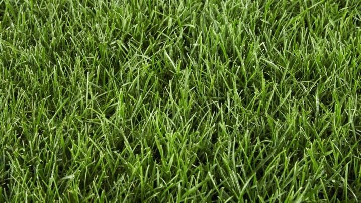 Perennial Ryegrass