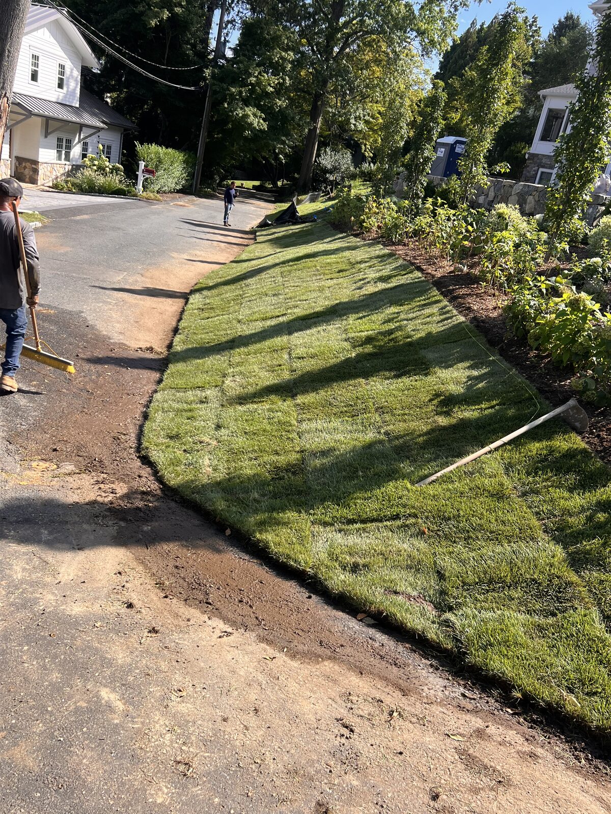 The landscape contractor's crew finishing a new Kentucky bluegrass lawn along the driveway of a Riverside, CT property