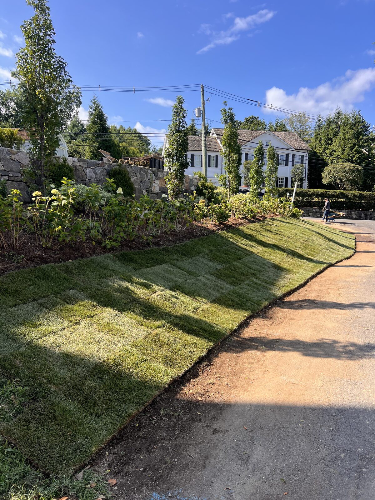 Fresh Kentucky bluegrass sod laid on the sloped bank of a Riverside, CT property, with new hydrangea beds and a stone wall behind