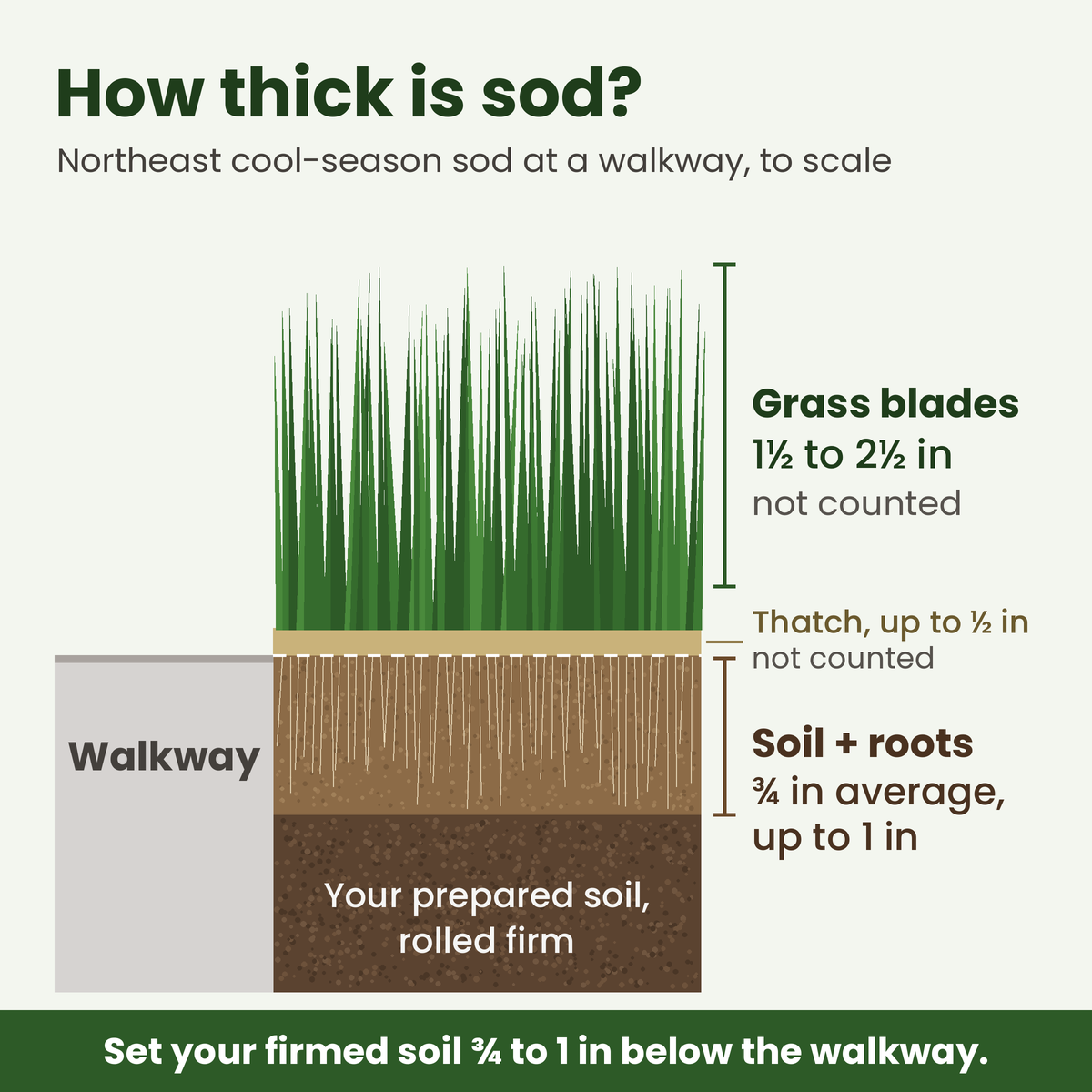 Cross-section diagram of cool-season sod at a walkway, drawn to scale: grass blades 1.5 to 2.5 inches tall and thatch up to half an inch, neither counted, above a soil-and-root layer that averages three quarters of an inch and runs up to 1 inch, sitting flush with the pavement on firmed prepared soil