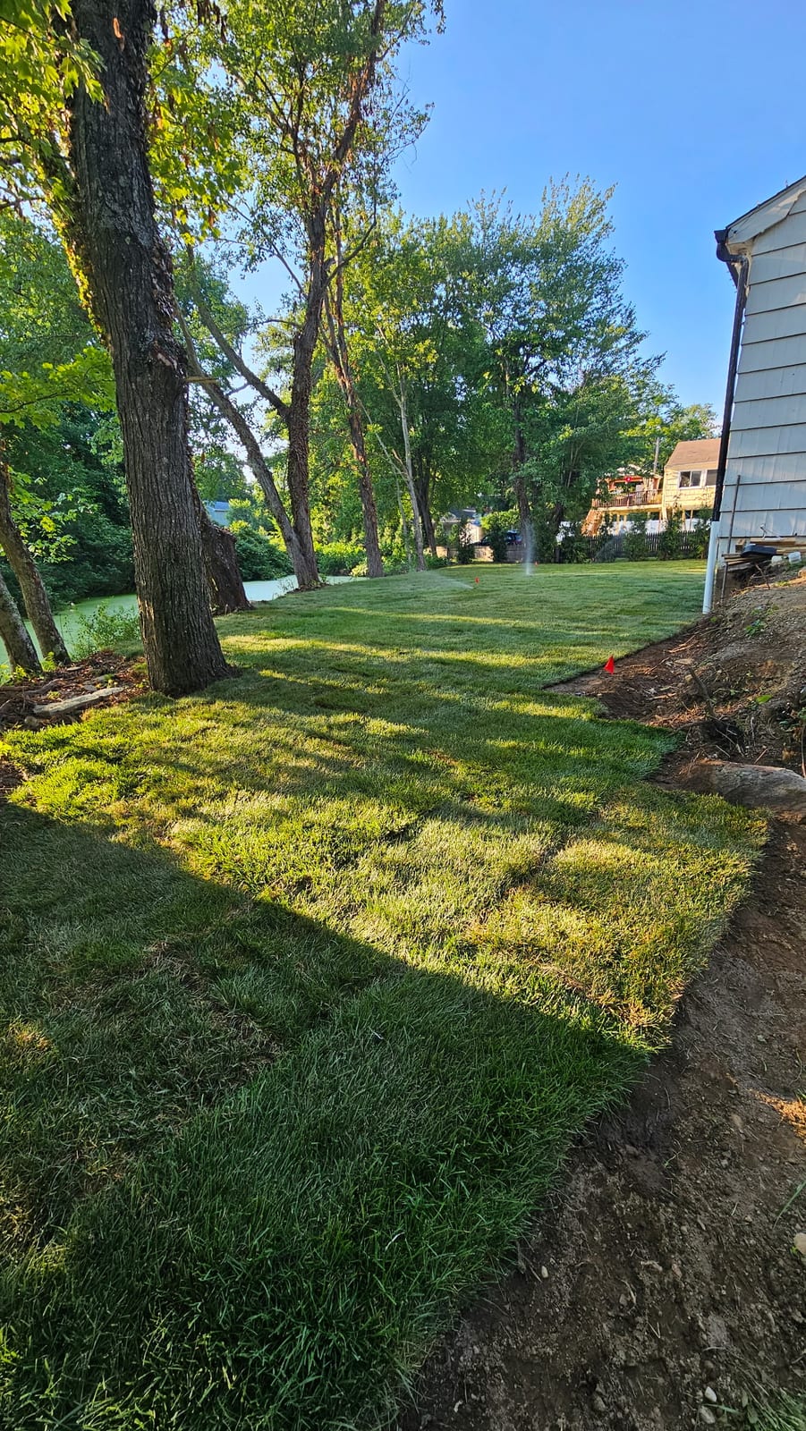 Freshly laid Kentucky bluegrass in a Stamford, CT yard with a sprinkler running, the sod seams still visible down by the water's edge