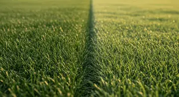Tall Fescue Sod: Complete Guide and Comparison to Bluegrass
