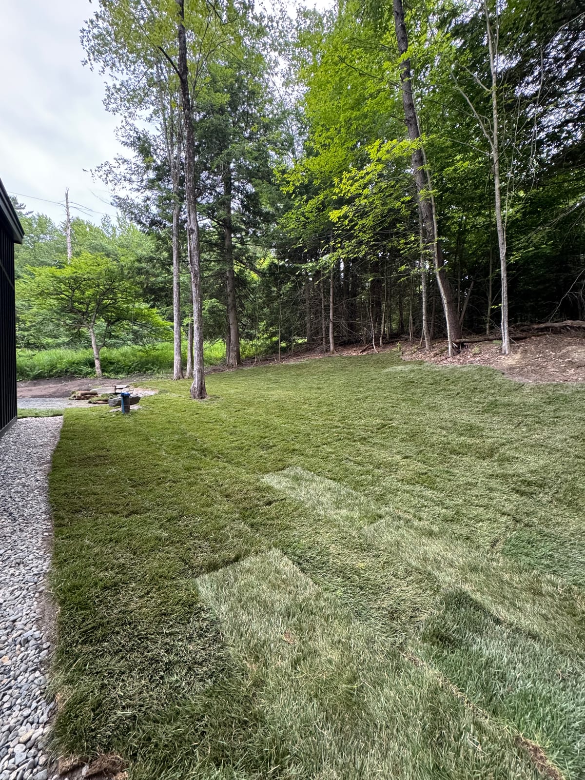 An established CT Sod tall fescue lawn at a Vermont property, filled in deep green beside a modern black home and the tree line