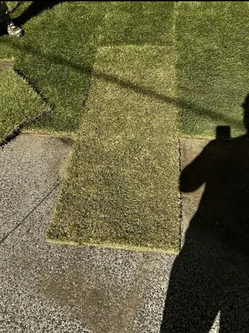 Is Sod Dead If It Turns Yellow? Recovery Guide 