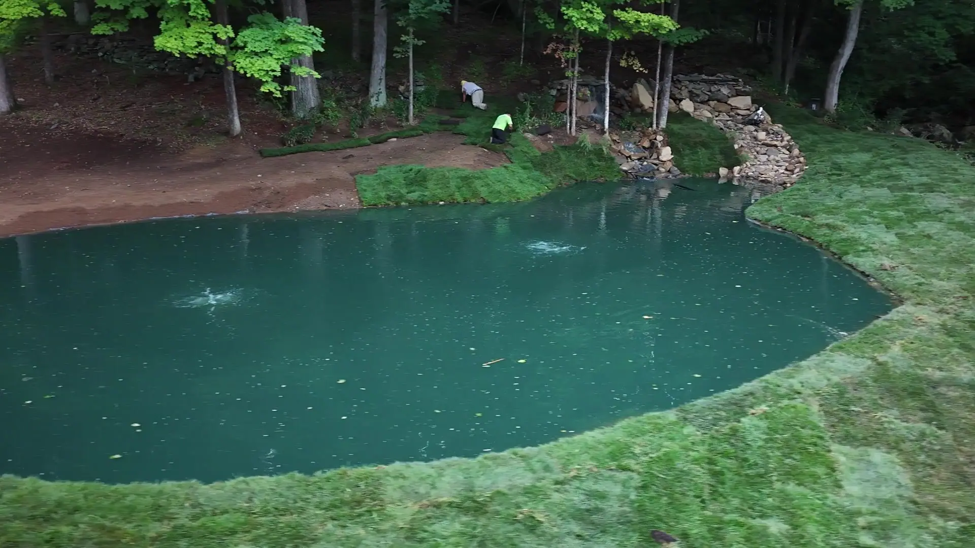 Installation-day aerial of fresh tall fescue being fitted around the new pond on the Bridgewater estate