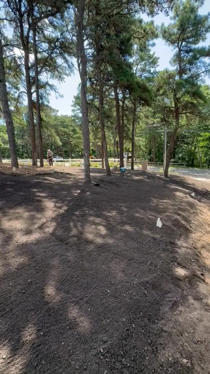 The Chatham estate after prep, with the lawn areas opened up and graded beneath the mature pines before the sod goes down