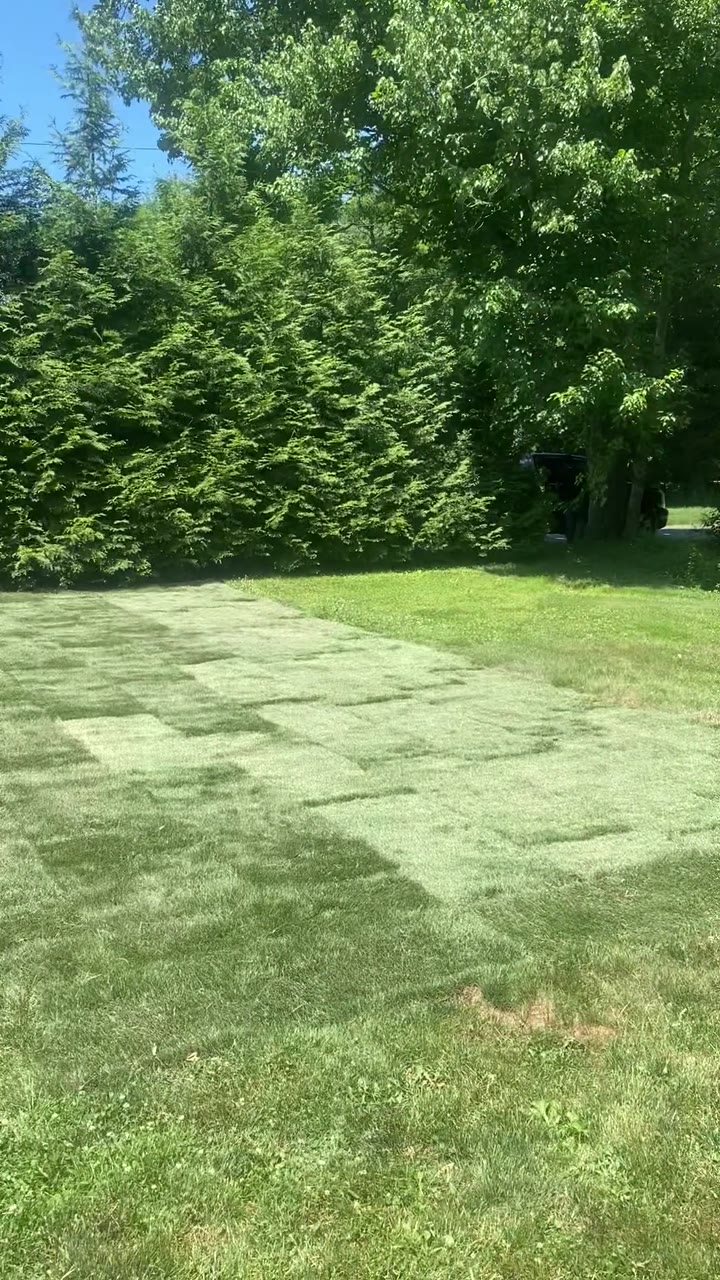 The finished 800 sq ft of farm-cut Kentucky Bluegrass, laid the same day — Easton, CT