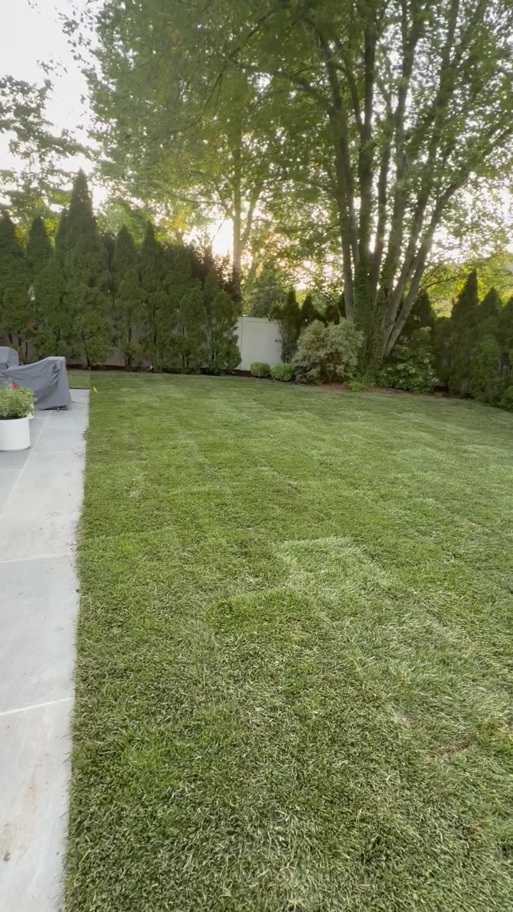 The back lawn — one clean sheet of bluegrass from the arborvitae hedge line to the new patio