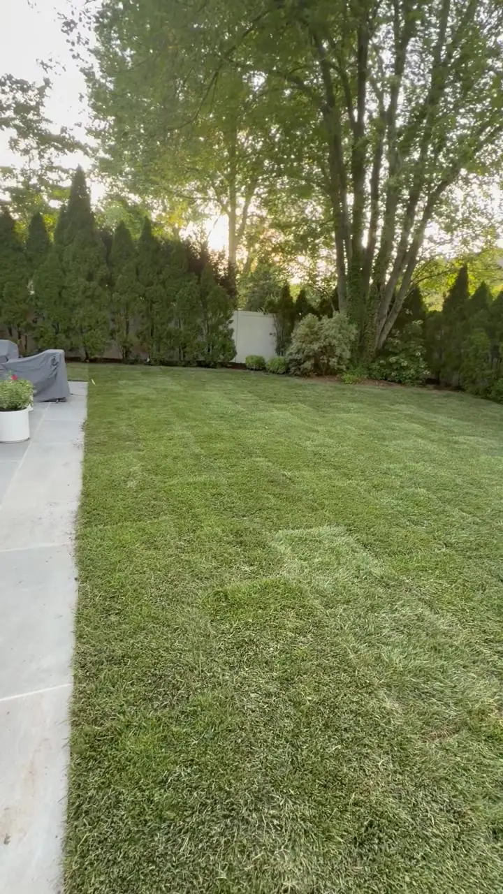 Pan across the finished Kentucky bluegrass back lawn in Fairfield, CT, from the arborvitae hedge line to the new patio
