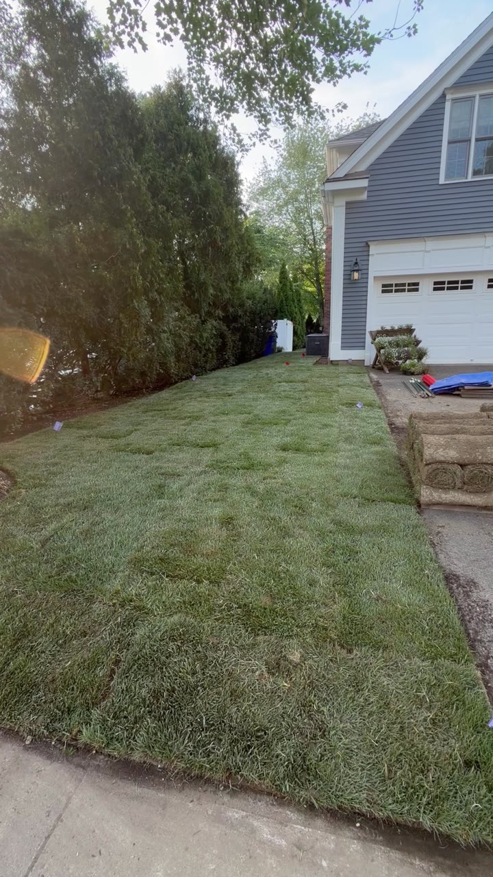 Walking the new lawn — fresh Kentucky bluegrass running from the side yard around to the back, seams tightening as it knits down