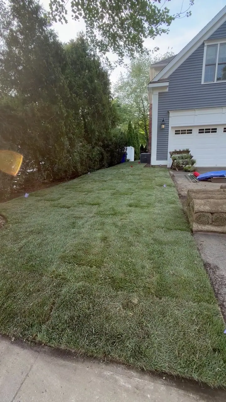 Walkthrough of the new Kentucky bluegrass lawn in Fairfield, CT, running from the side yard around to the back
