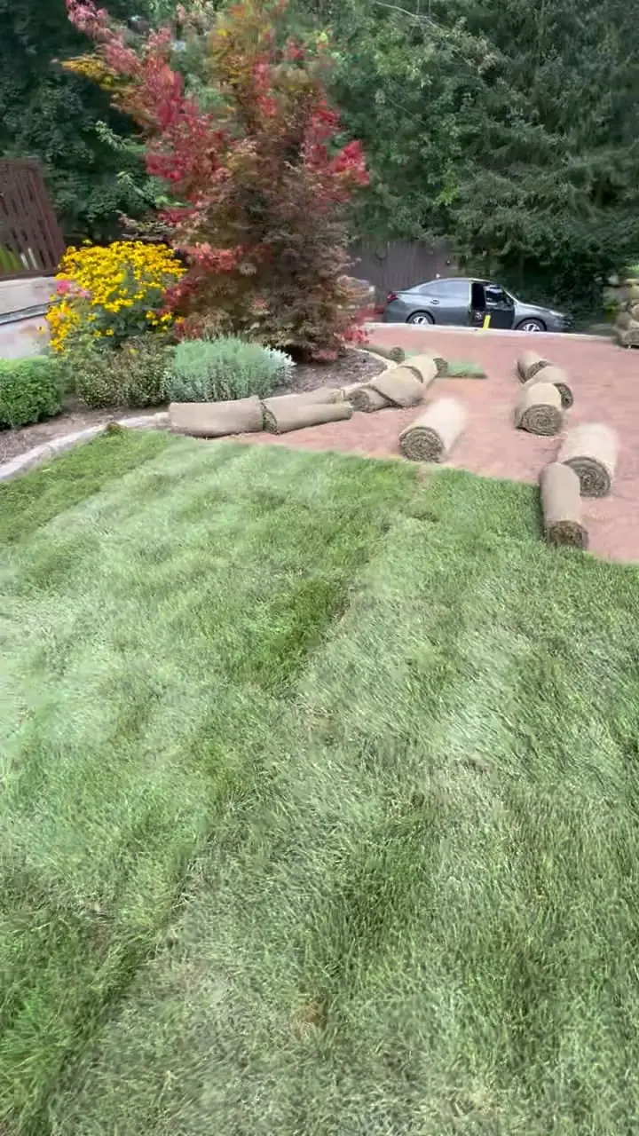 Midday walkthrough of the sod installation at a cicada-damaged Meriden, Connecticut lawn