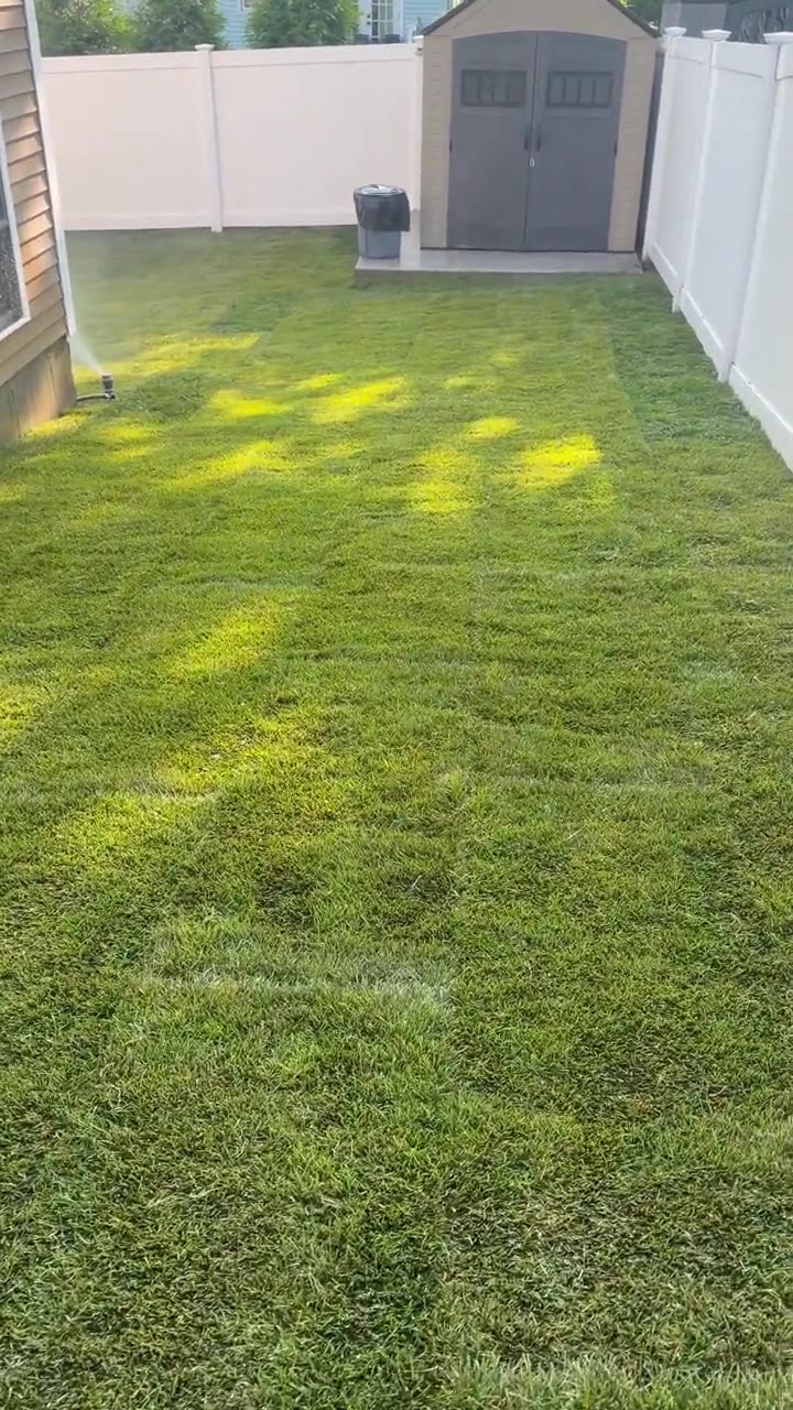 First watering on the new Kentucky bluegrass — the sprinkler working the shed-side yard minutes after the last roll went down