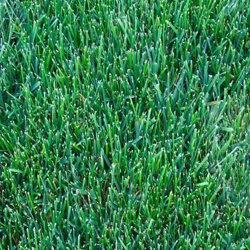 RTF Sod (Rhizomatous Tall Fescue)
