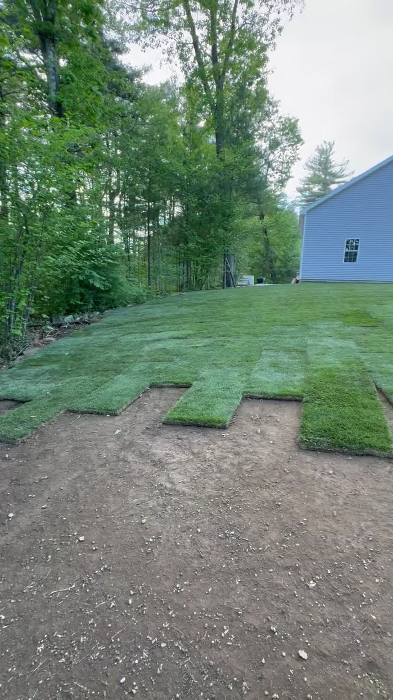Fresh-cut Kentucky Bluegrass sod strips being laid over prepared soil at a Northeast residential install.